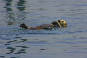 sea-otter-442246_640