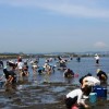 千葉の富津海岸では早くも潮干狩りが解禁